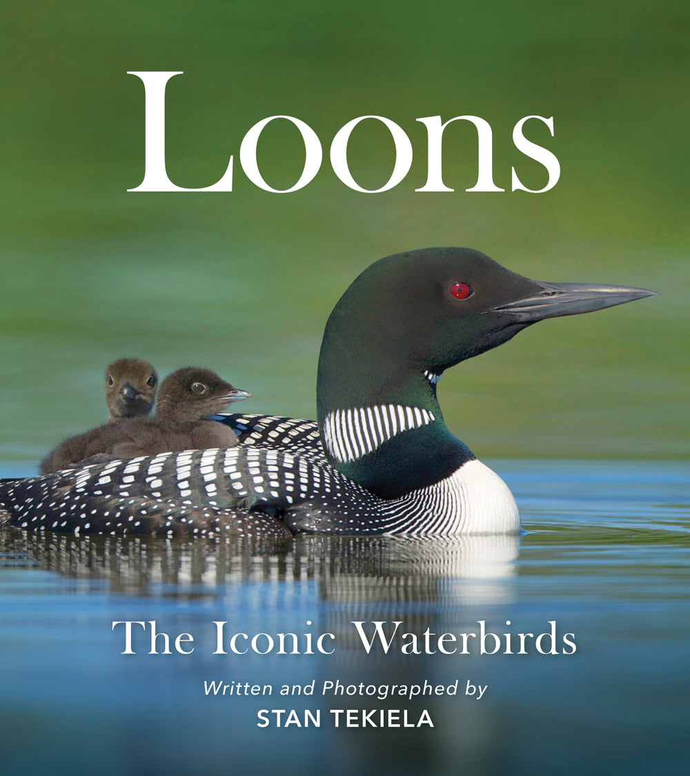 LOONS - THE ICONIC WATERBIRDS